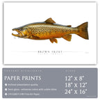 Brown Trout - Side View