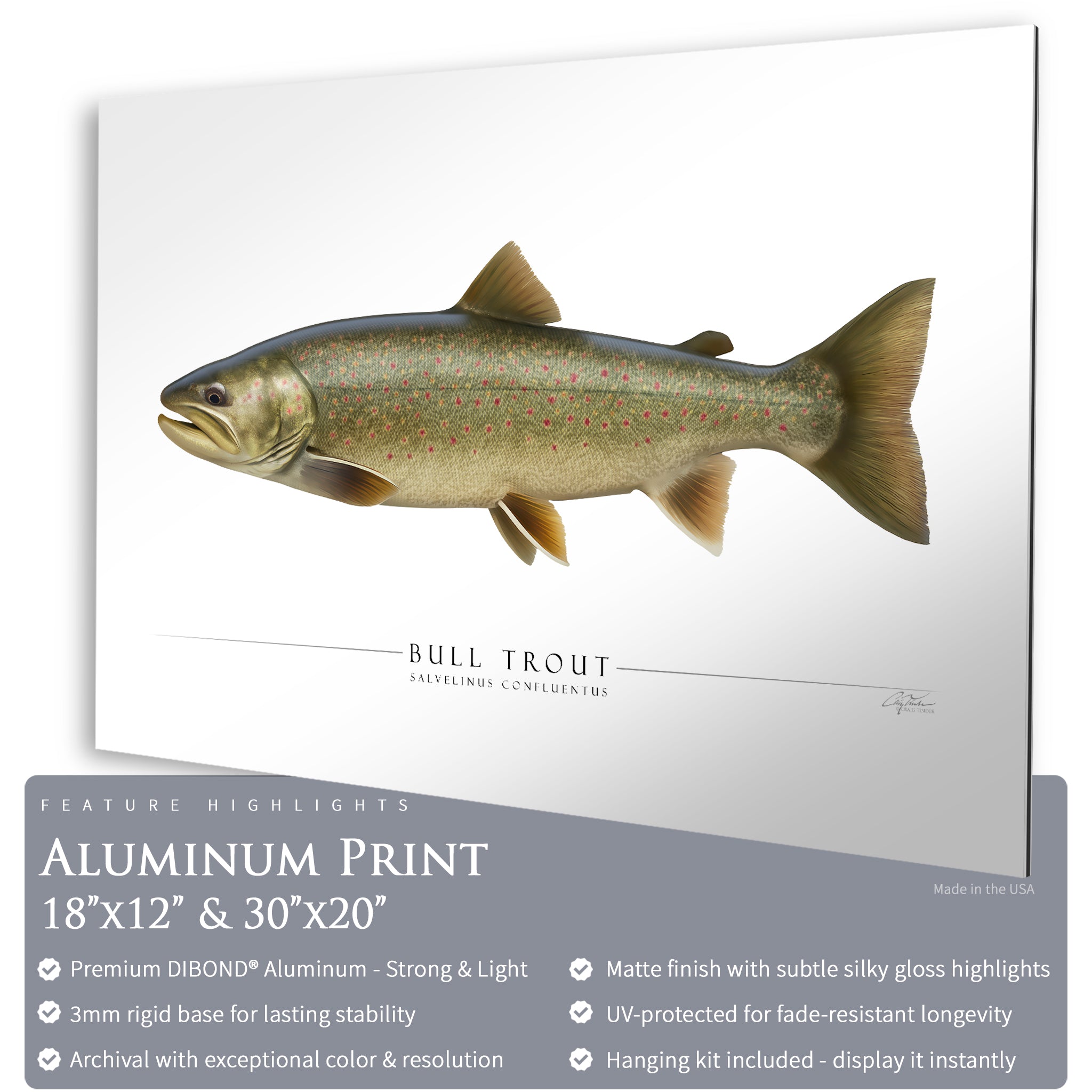 Bull Trout - Side View