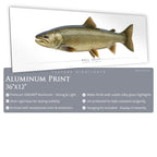 Bull Trout - Side View