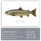 Bull Trout - Side View