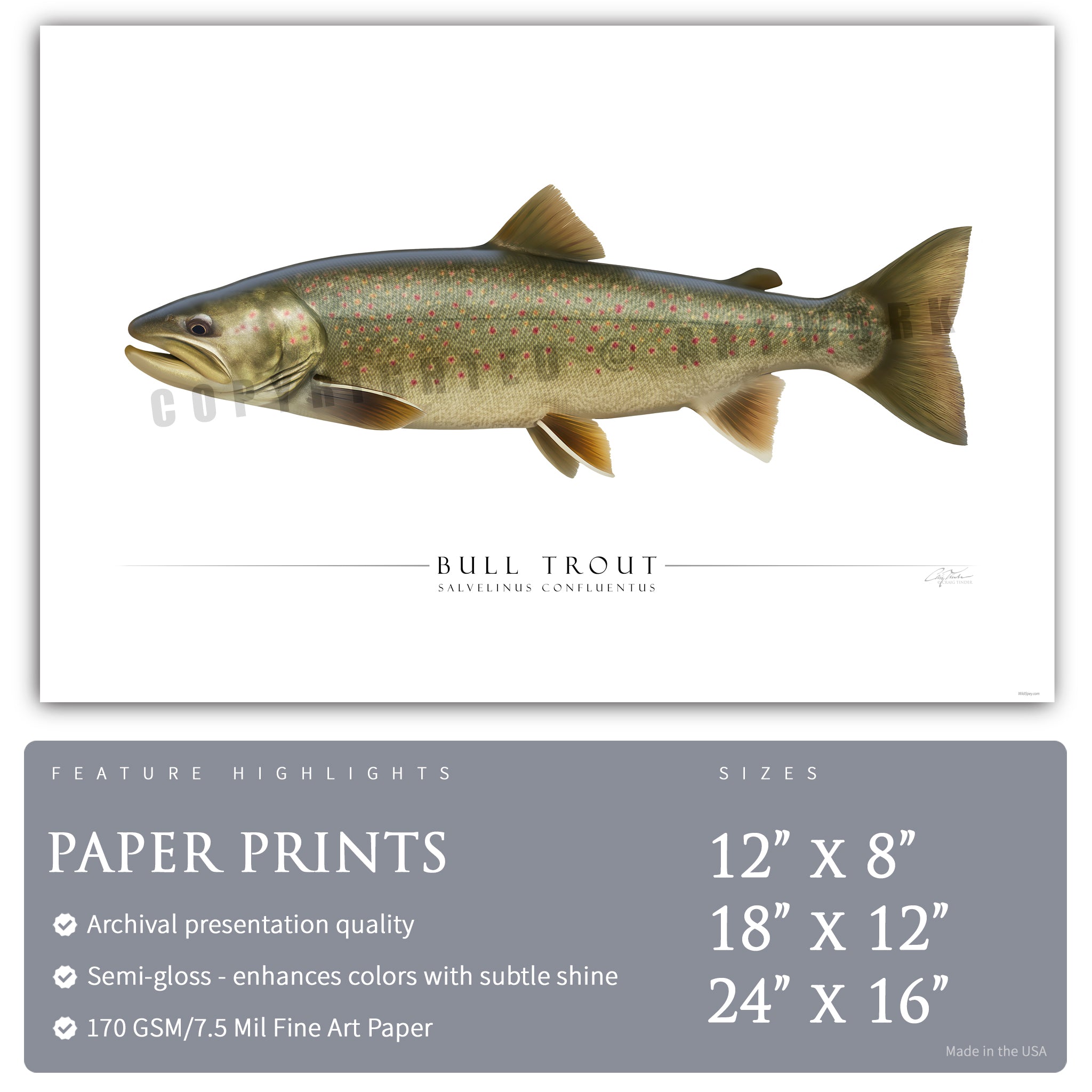 Bull Trout - Side View