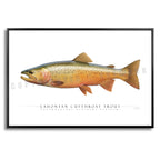 Cutthroat Trout (Lahontan) - Side View
