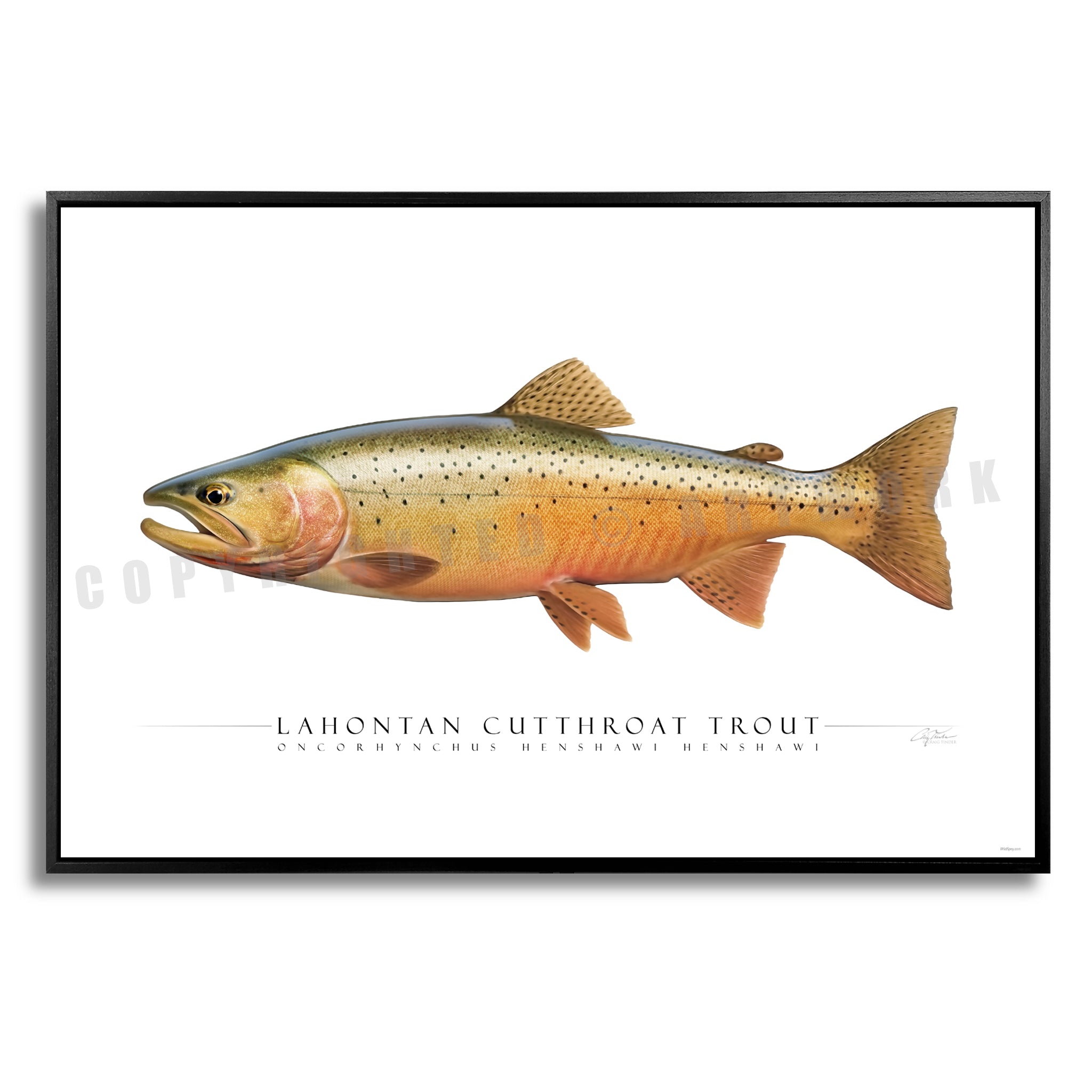 Cutthroat Trout (Lahontan) - Side View