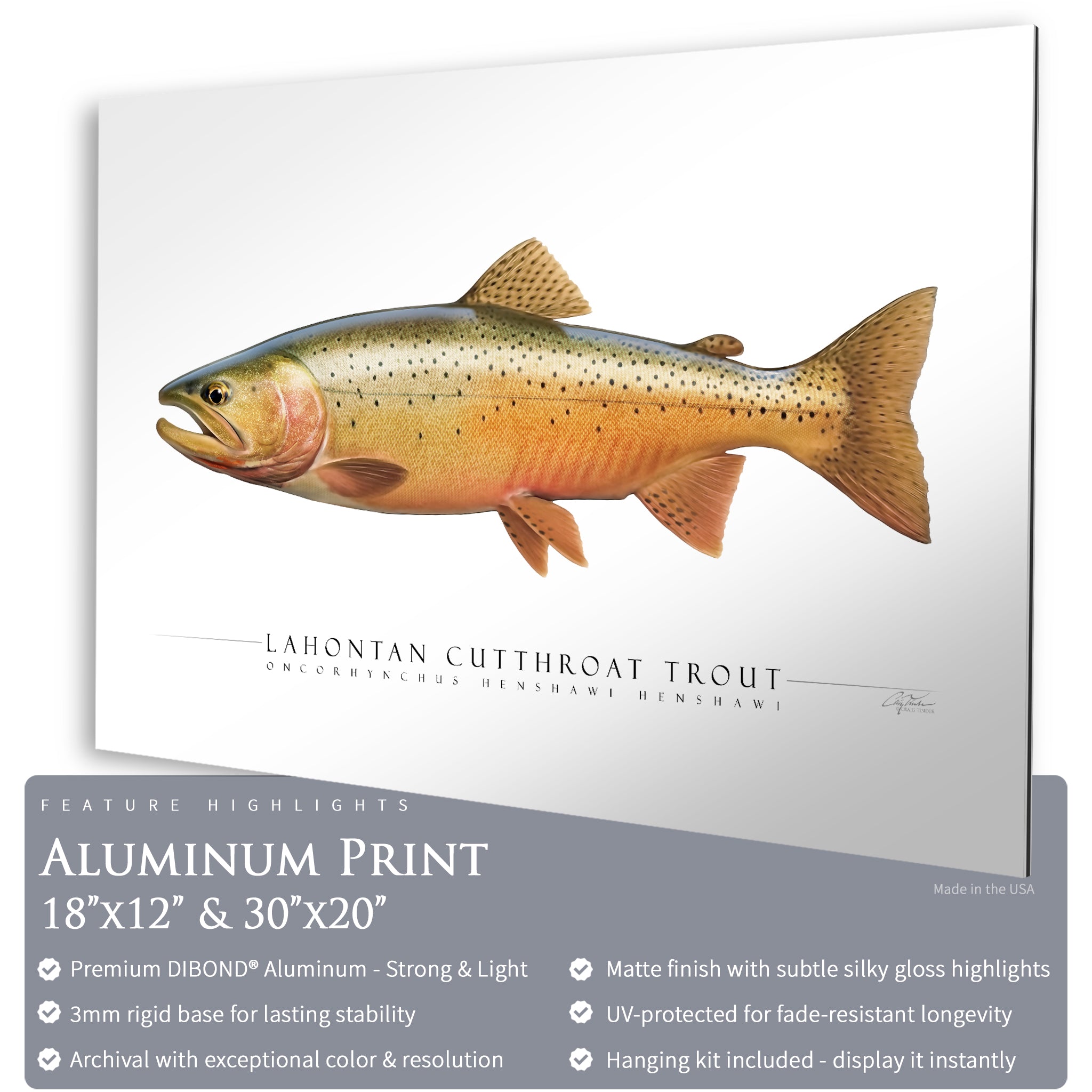 Cutthroat Trout (Lahontan) - Side View