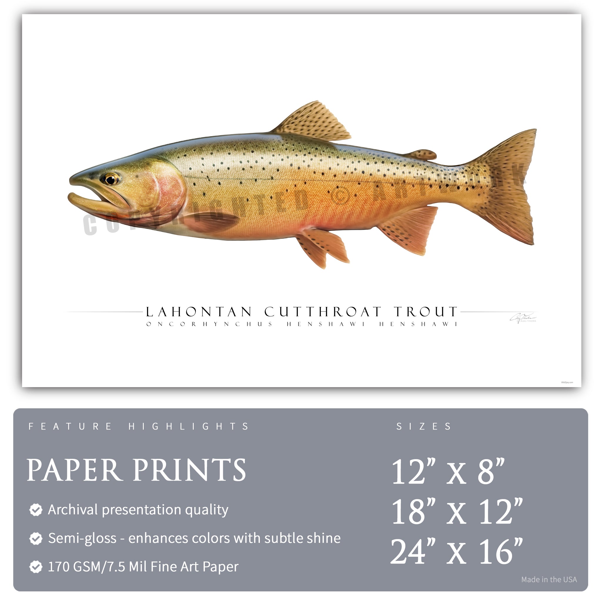 Cutthroat Trout (Lahontan) - Side View