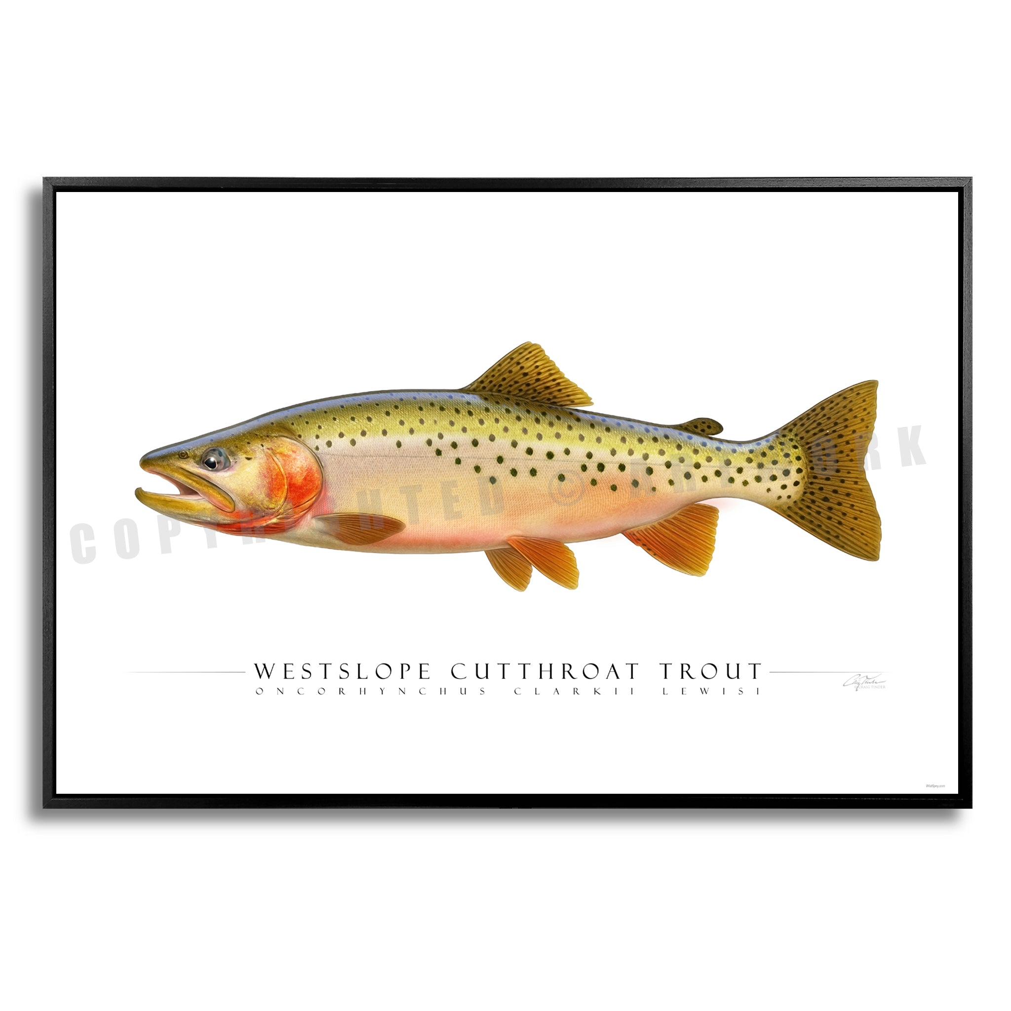 Cutthroat Trout (Westslope) - Side View