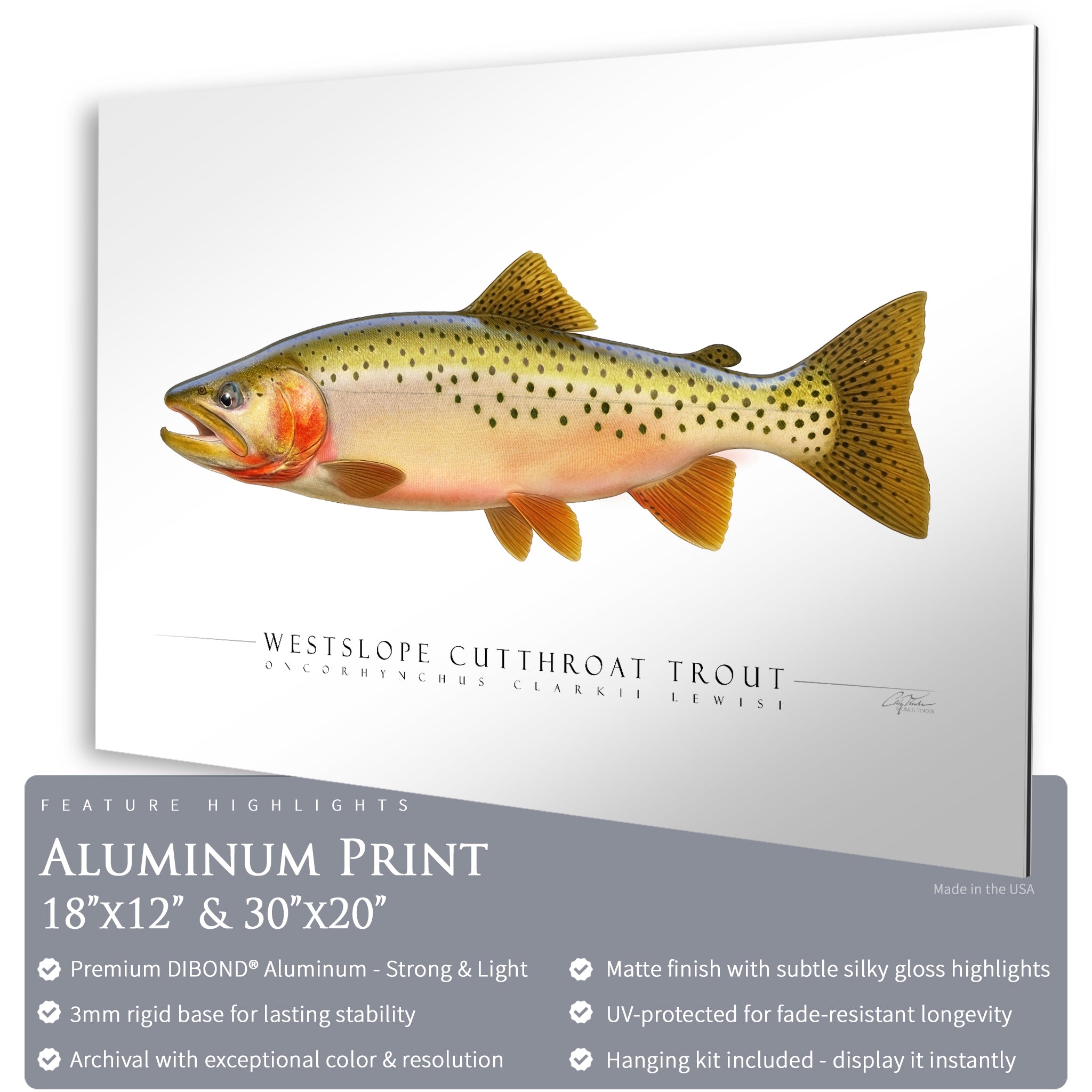 Cutthroat Trout (Westslope) - Side View