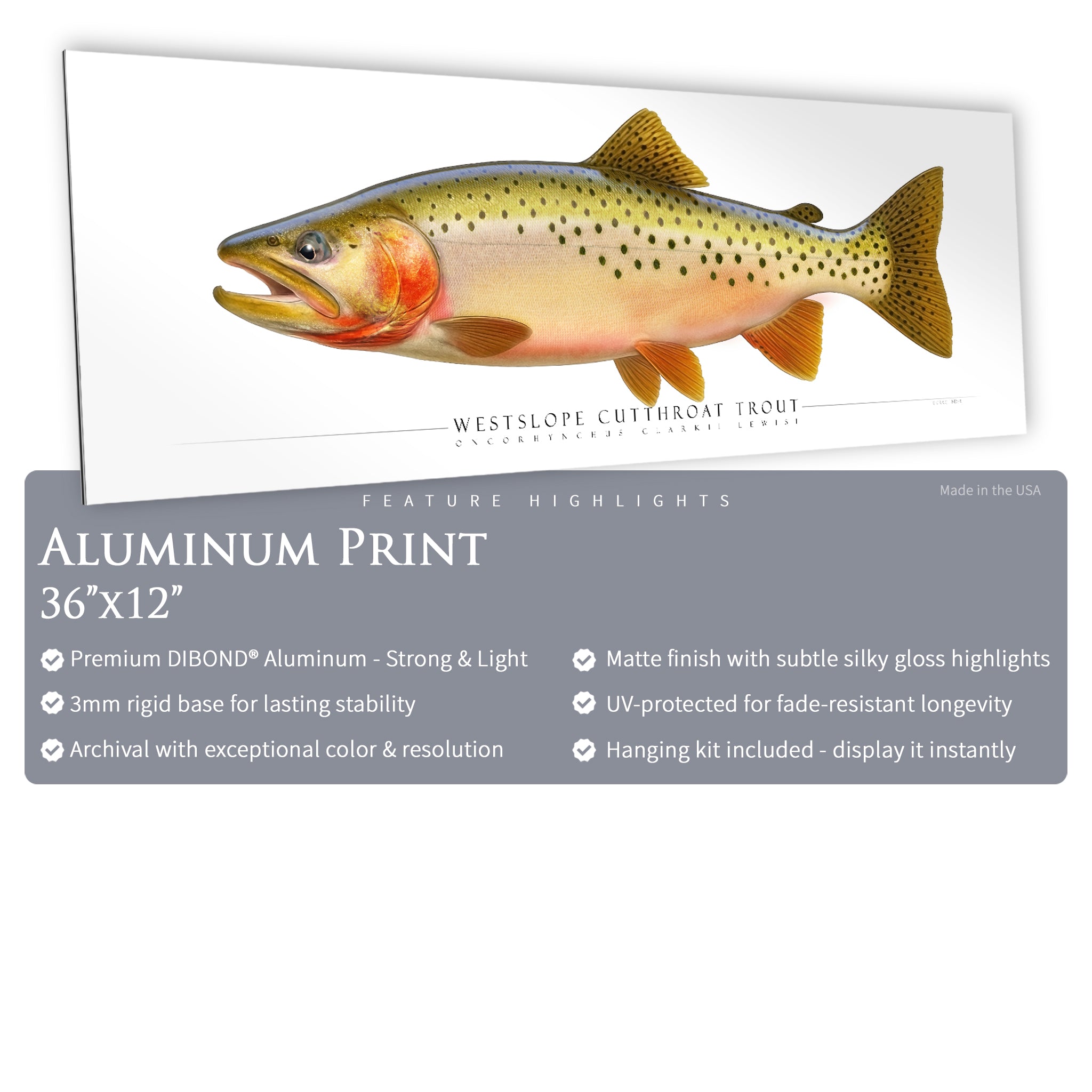 Cutthroat Trout (Westslope) - Side View