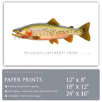 Cutthroat Trout (Westslope) - Side View