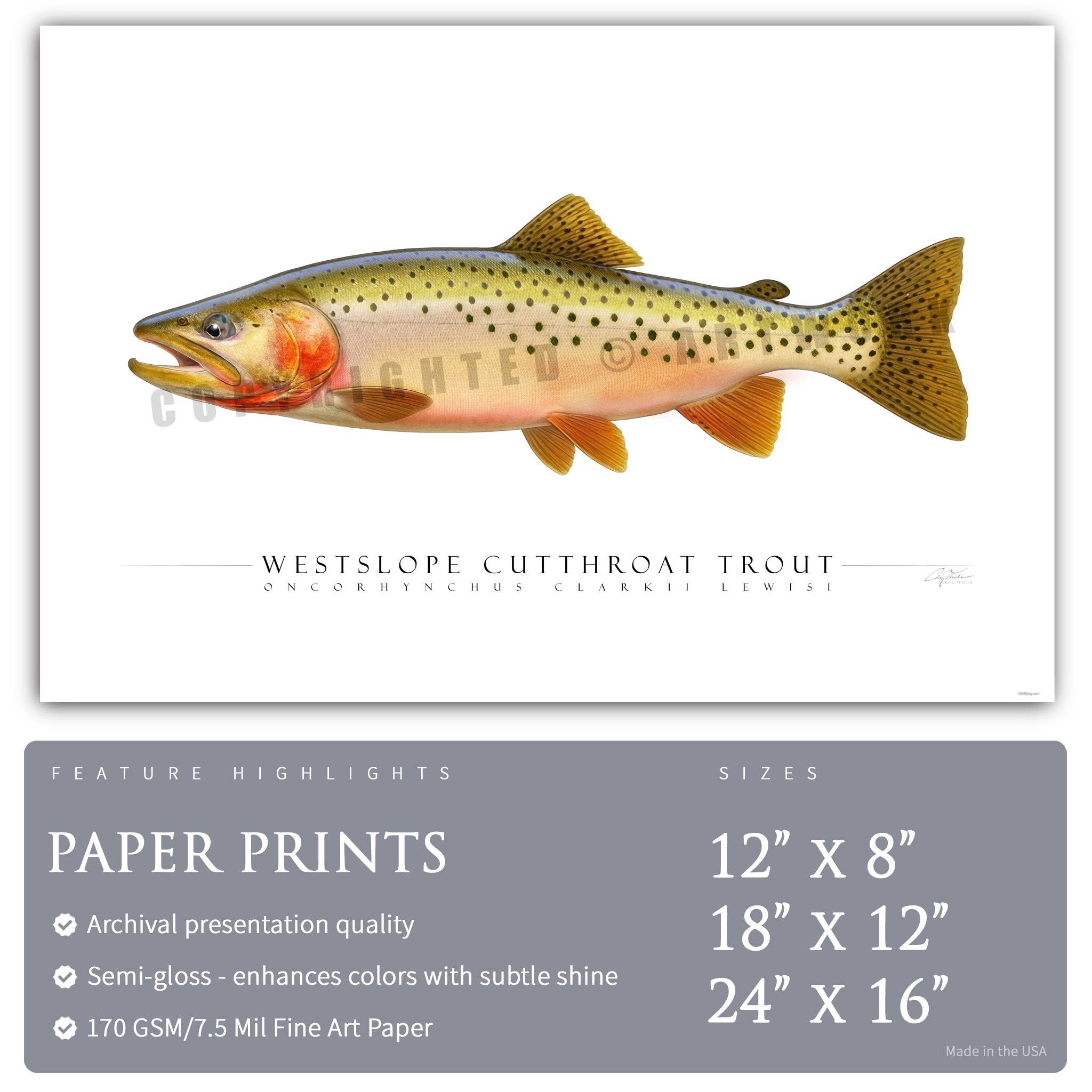Cutthroat Trout (Westslope) - Side View
