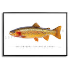 Cutthroat Trout (Yellowstone) - Side View