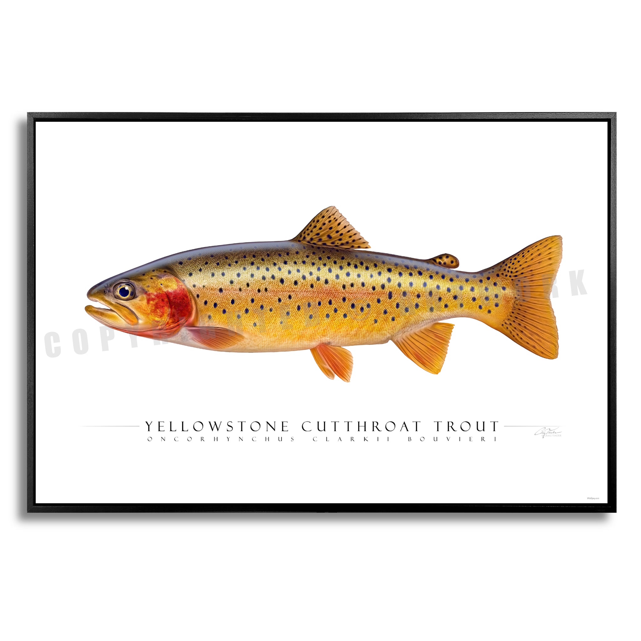 Cutthroat Trout (Yellowstone) - Side View