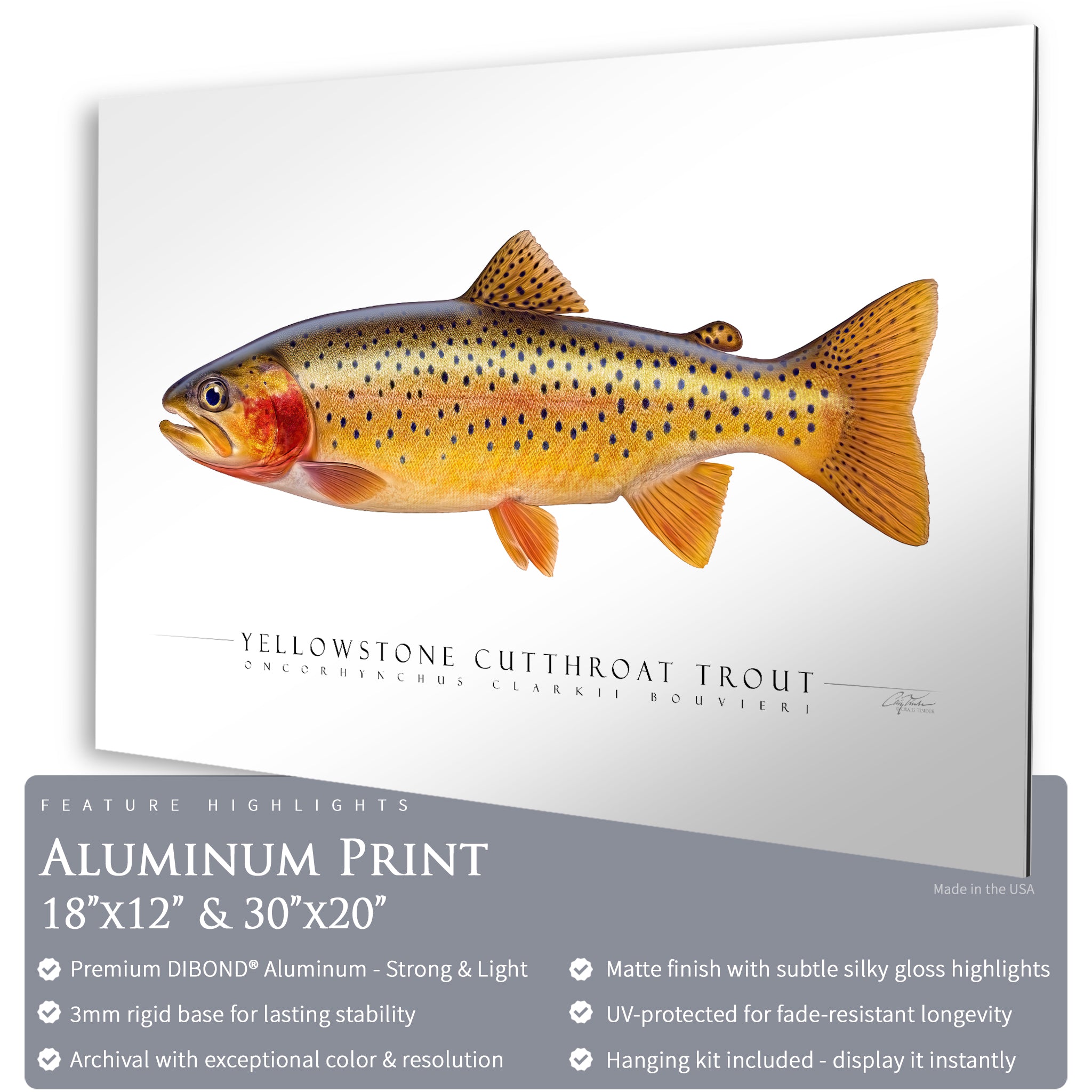 Cutthroat Trout (Yellowstone) - Side View