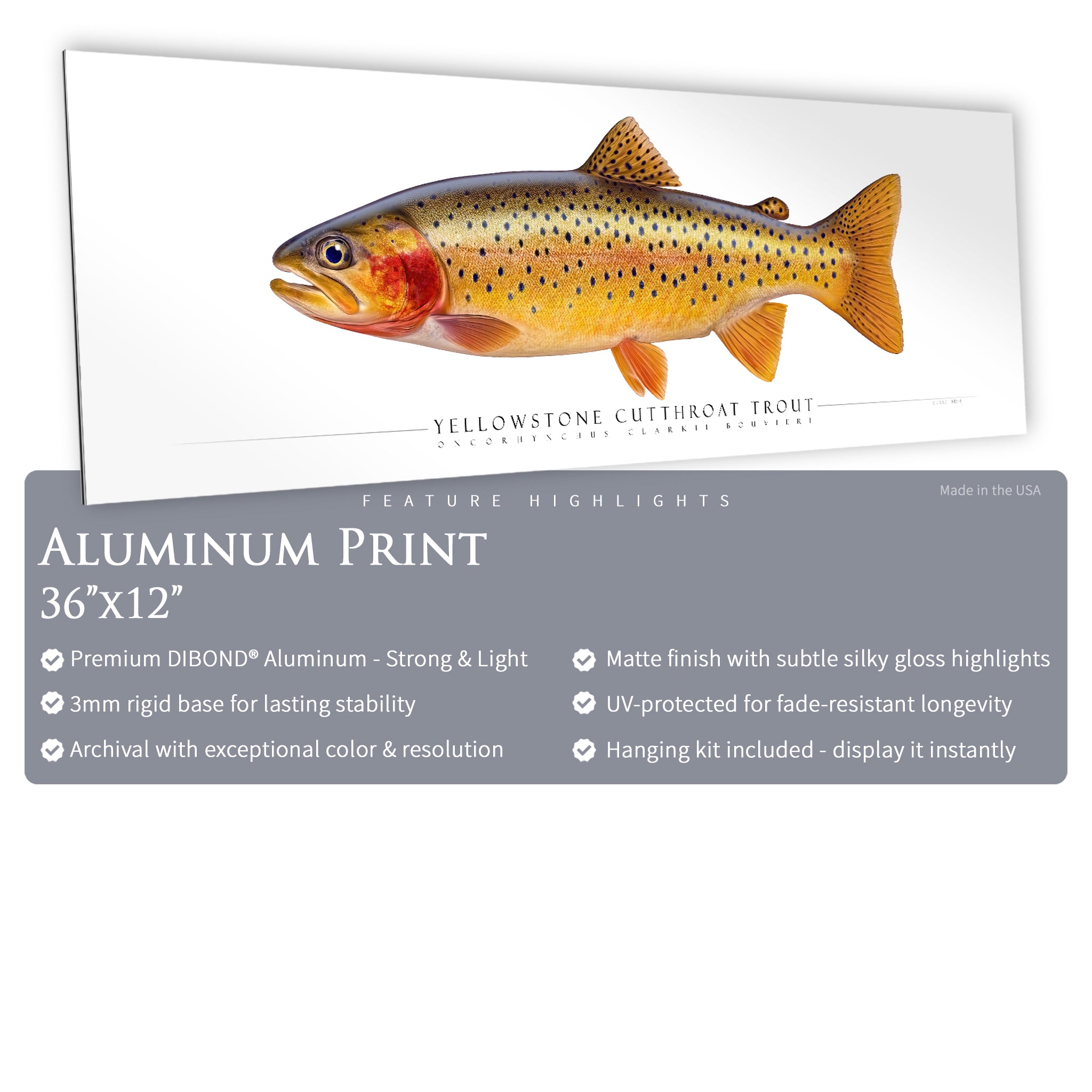 Cutthroat Trout (Yellowstone) - Side View