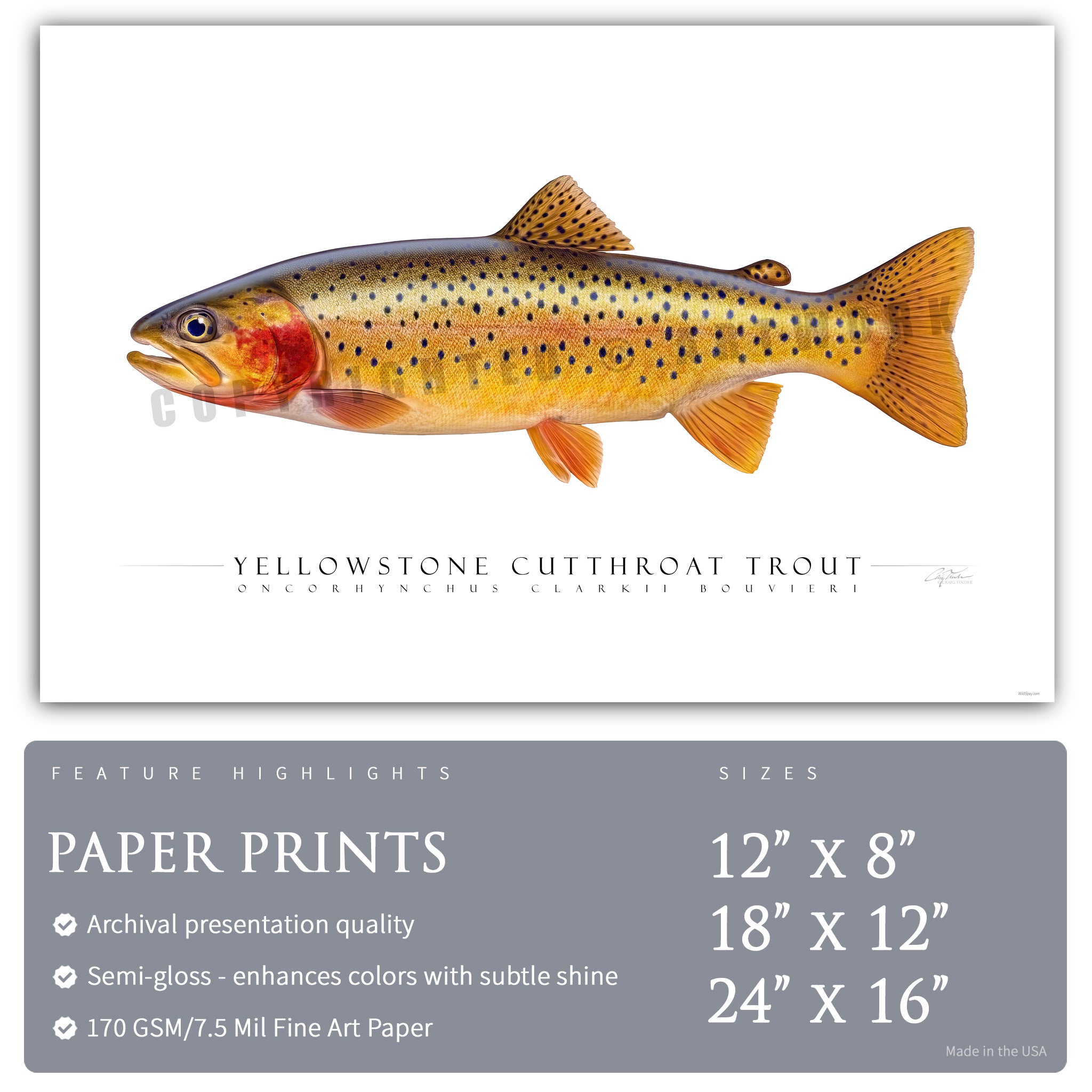 Cutthroat Trout (Yellowstone) - Side View