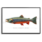Dolly Varden Trout - Side View