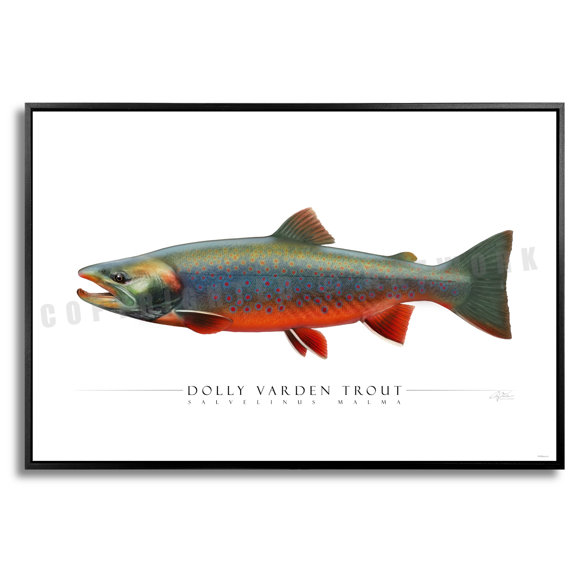 Dolly Varden Trout - Side View