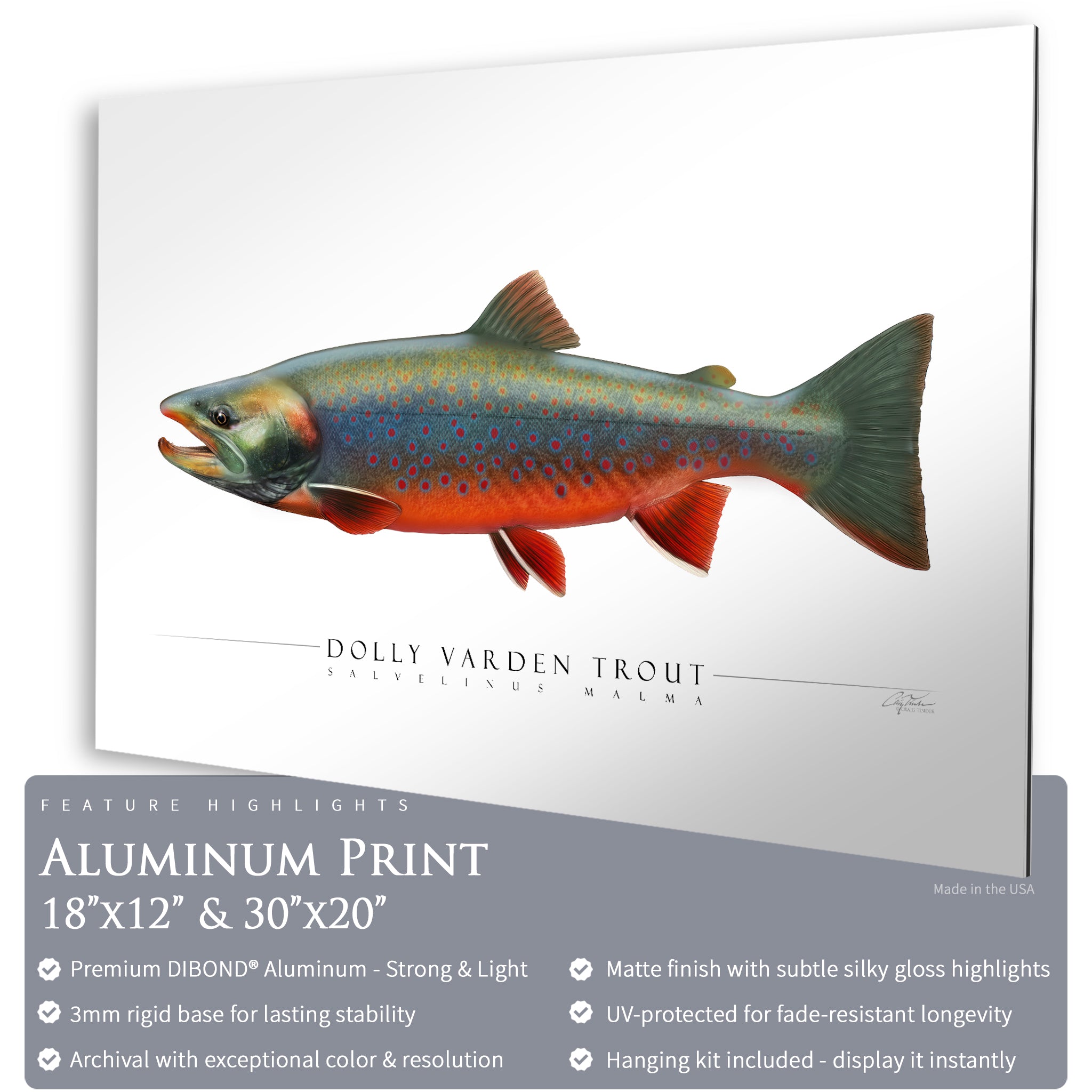 Dolly Varden Trout - Side View