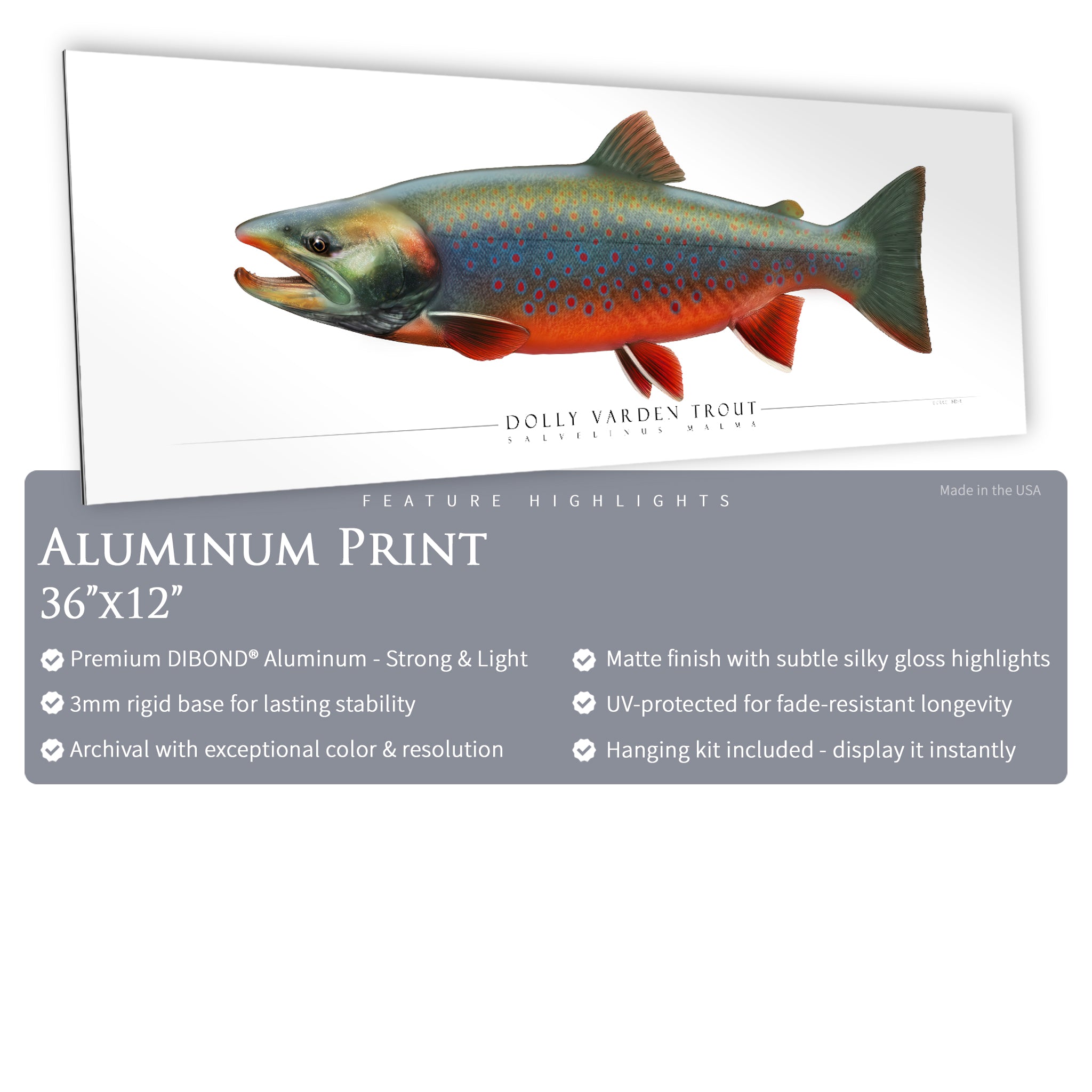 Dolly Varden Trout - Side View