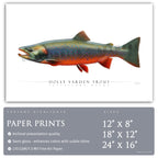 Dolly Varden Trout - Side View