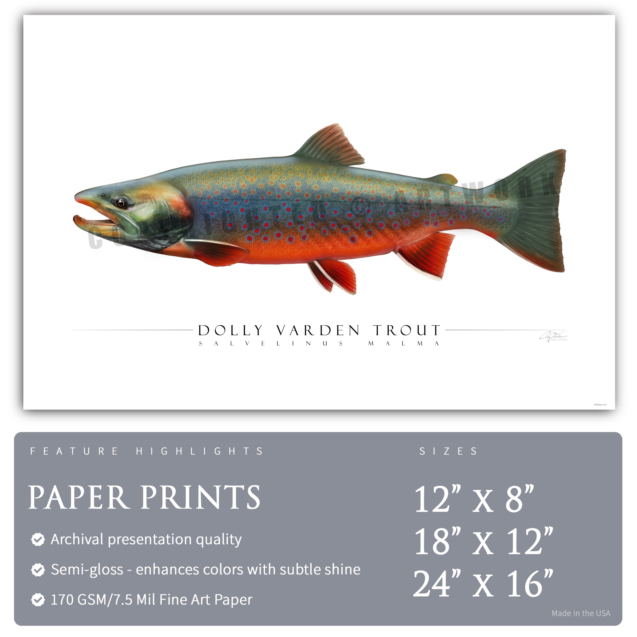Dolly Varden Trout - Side View