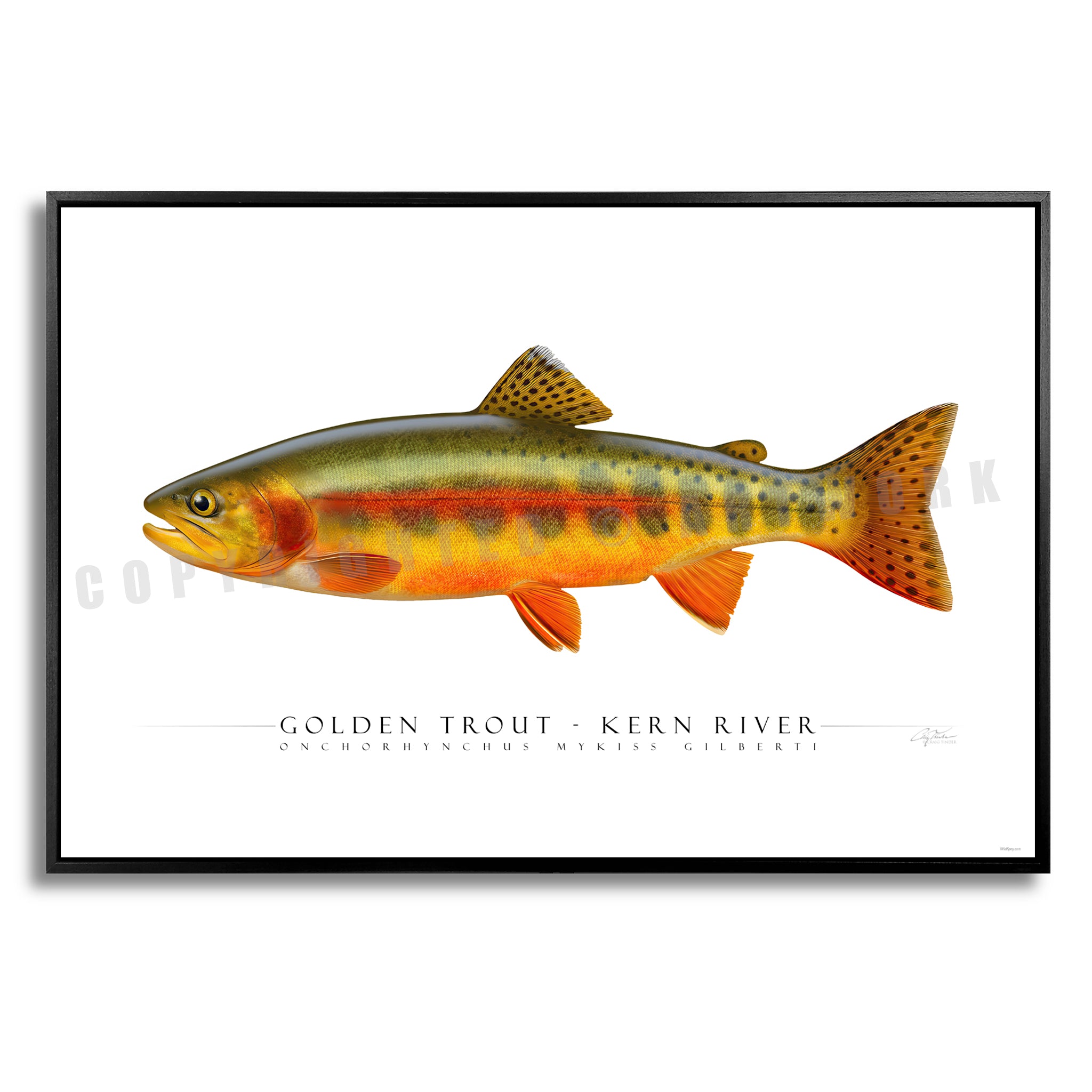 Golden Trout (Kern River) - Side View