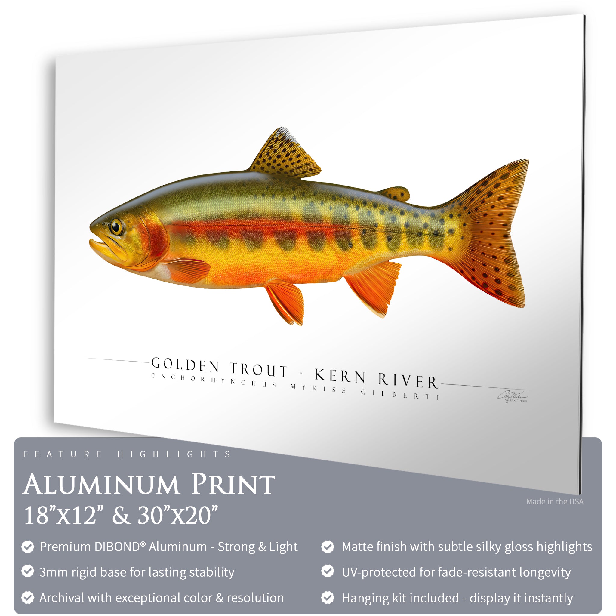 Golden Trout (Kern River) - Side View