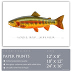 Golden Trout (Kern River) - Side View
