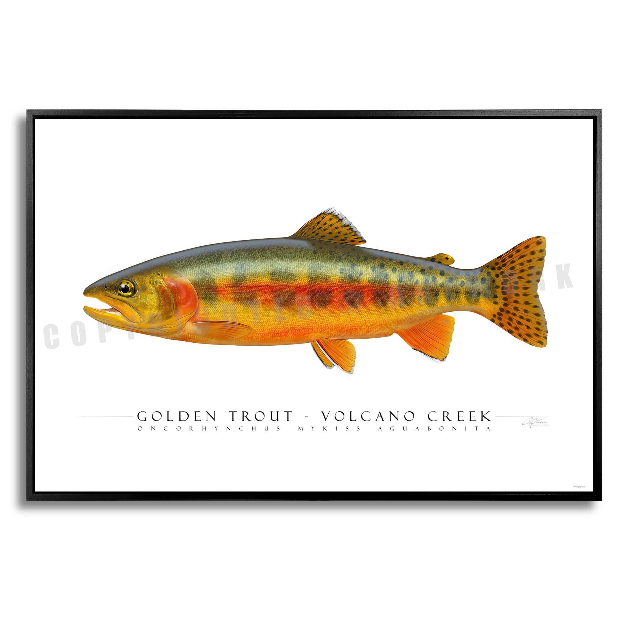Golden Trout (Volcano Creek) - Side View