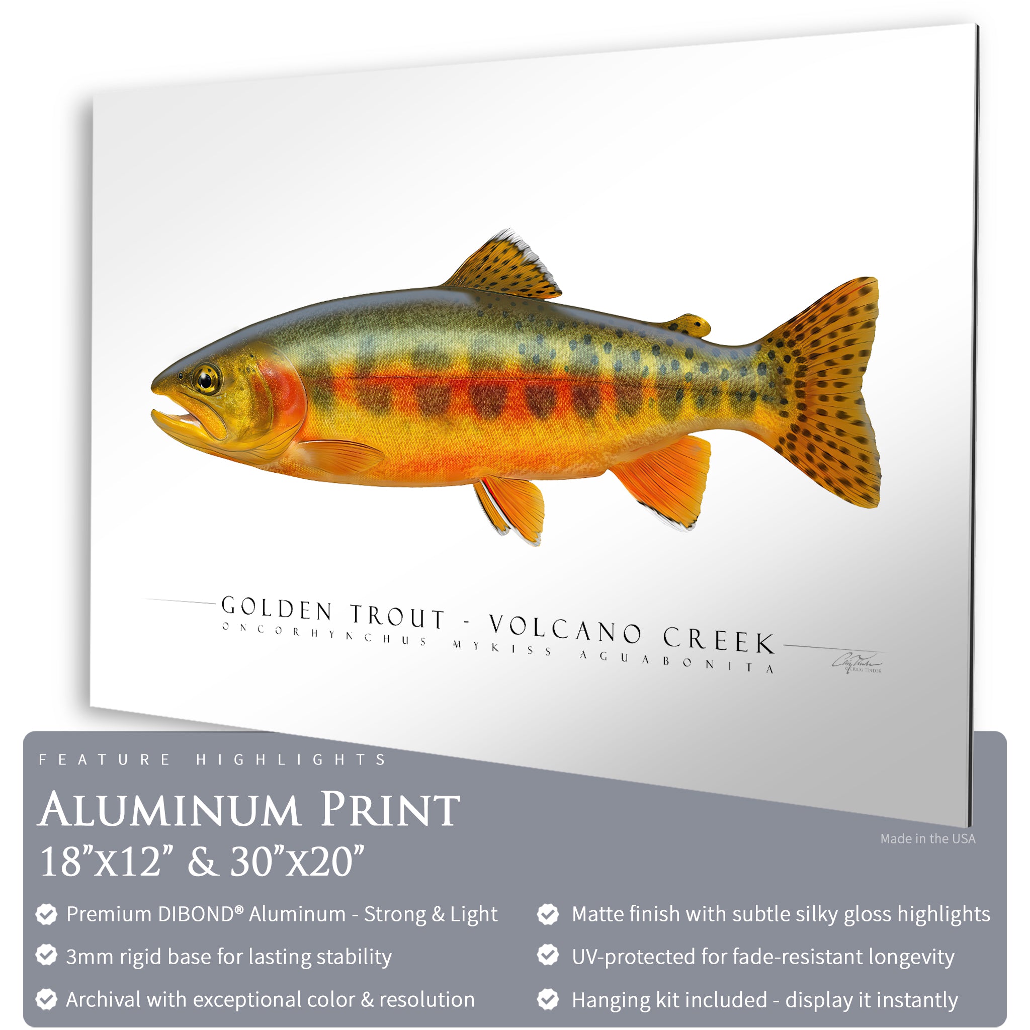 Golden Trout (Volcano Creek) - Side View