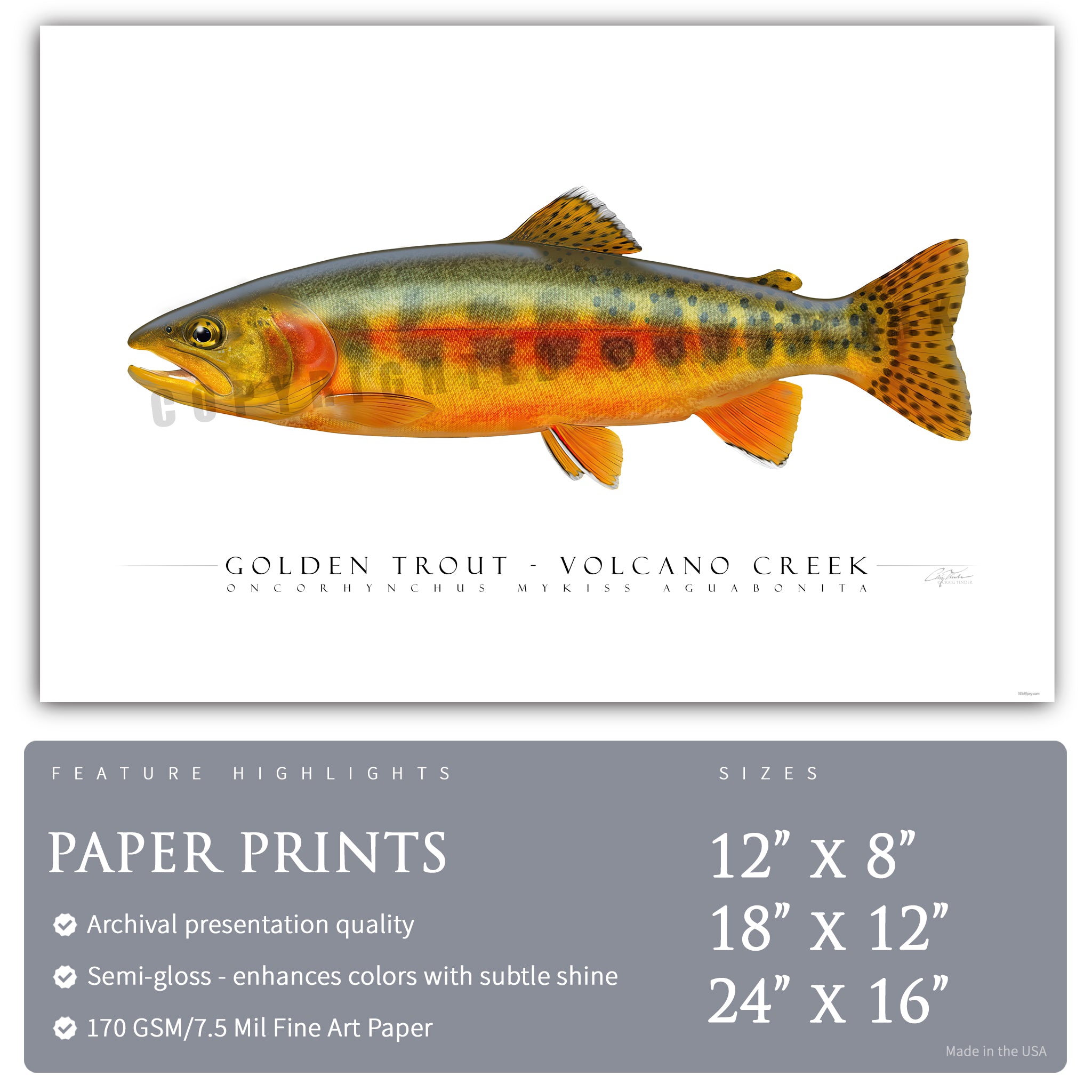 Golden Trout (Volcano Creek) - Side View