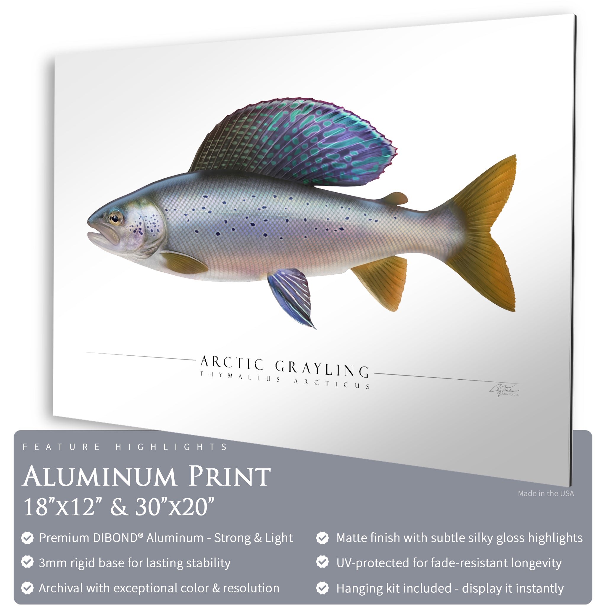 Arctic Grayling - Side View