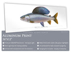 Arctic Grayling - Side View