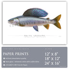 Arctic Grayling - Side View