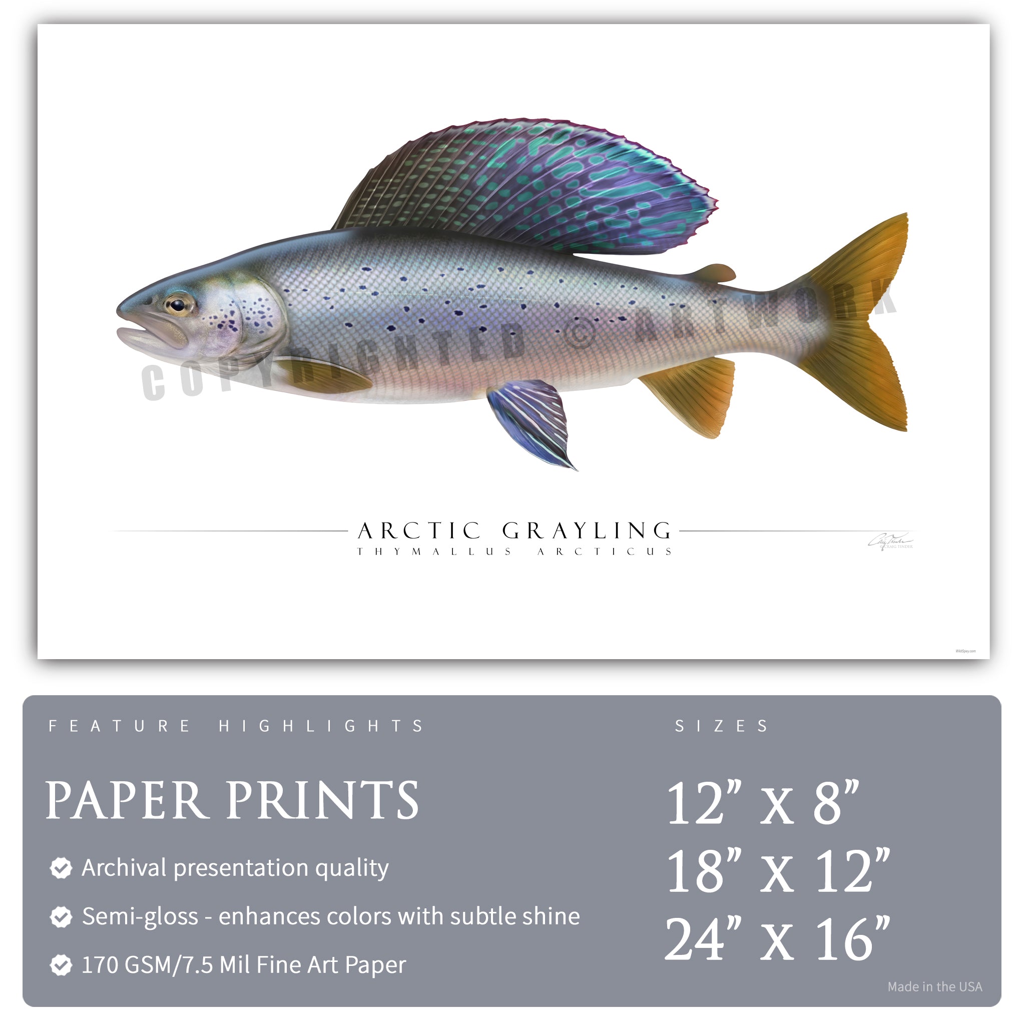 Arctic Grayling - Side View