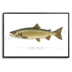 Lake Trout - Side View