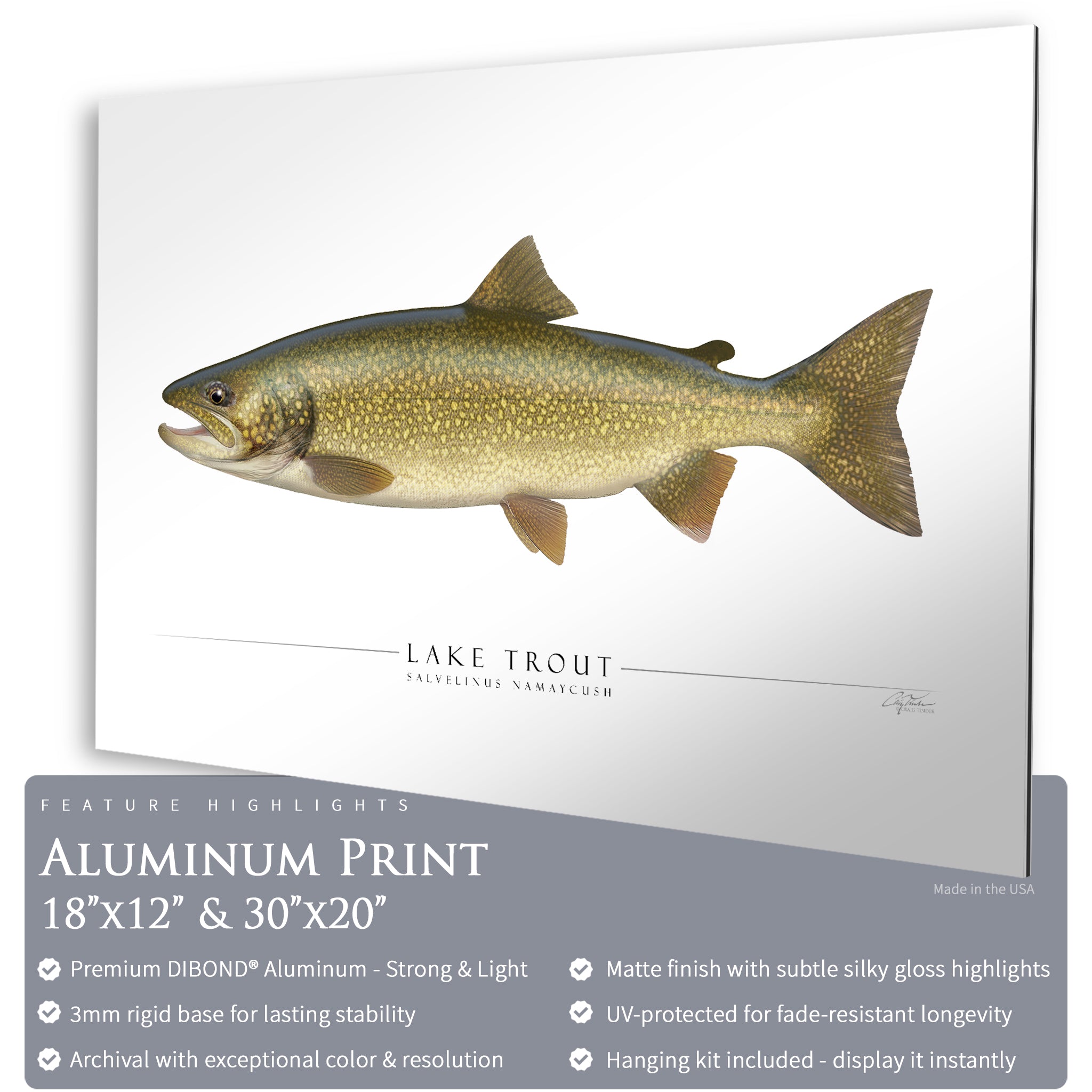 Lake Trout - Side View