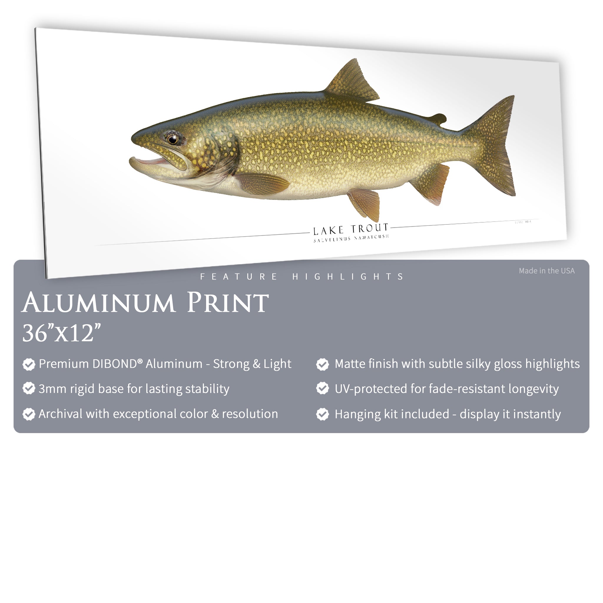 Lake Trout - Side View