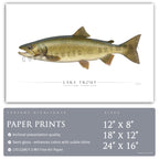 Lake Trout - Side View