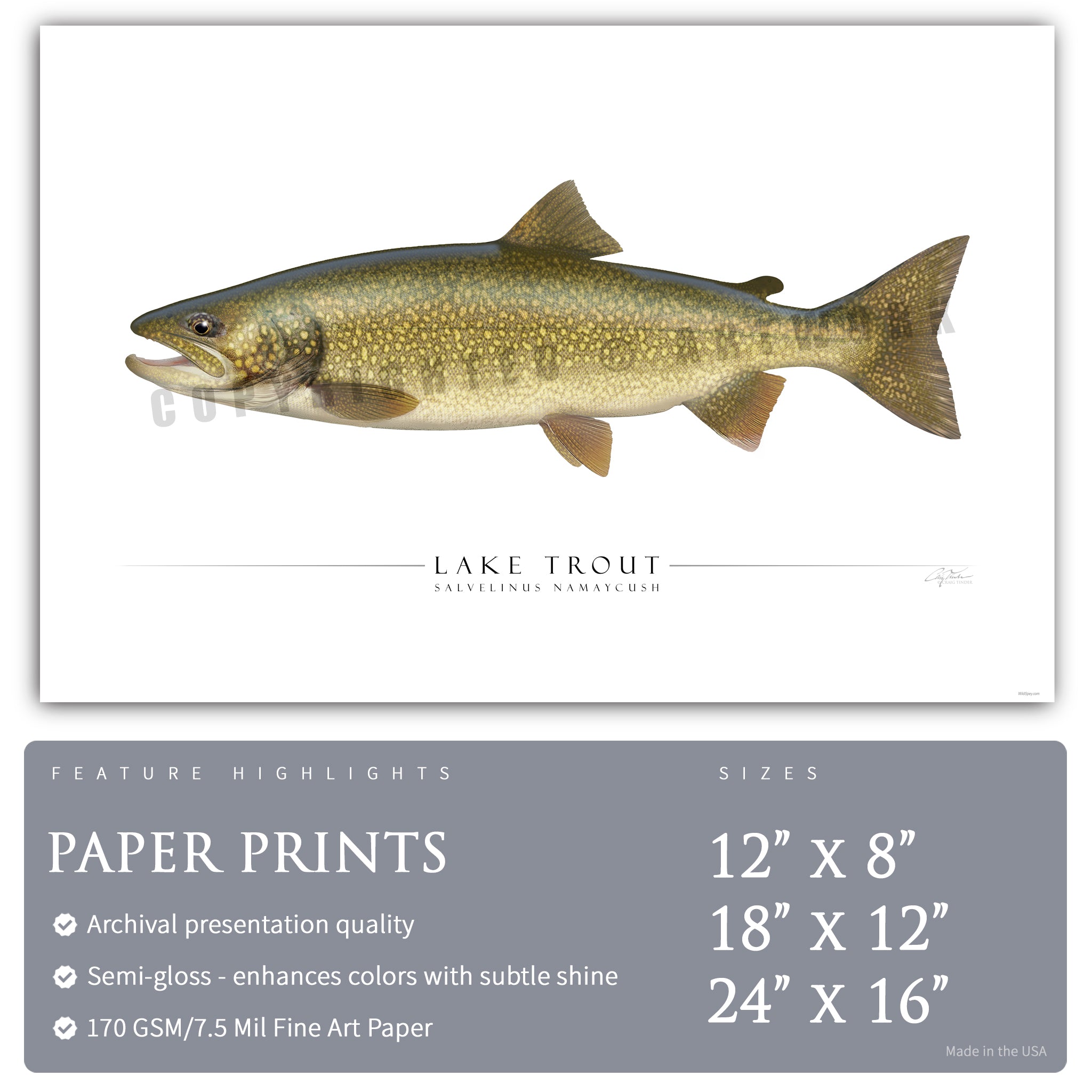 Lake Trout - Side View