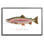 Rainbow Trout - Side View