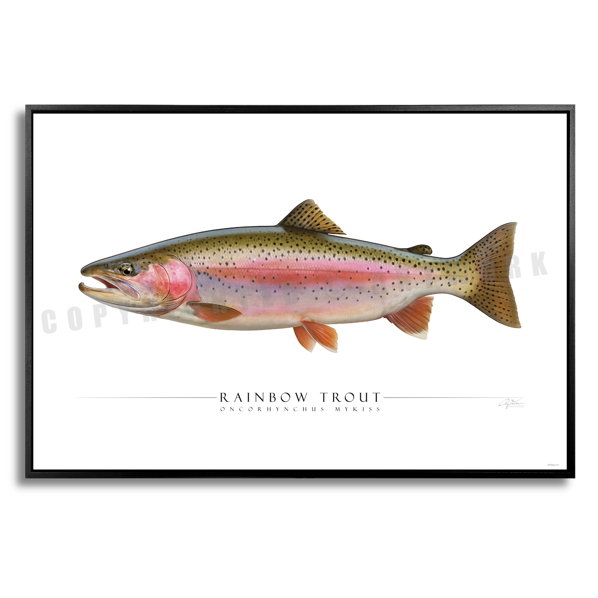Rainbow Trout - Side View