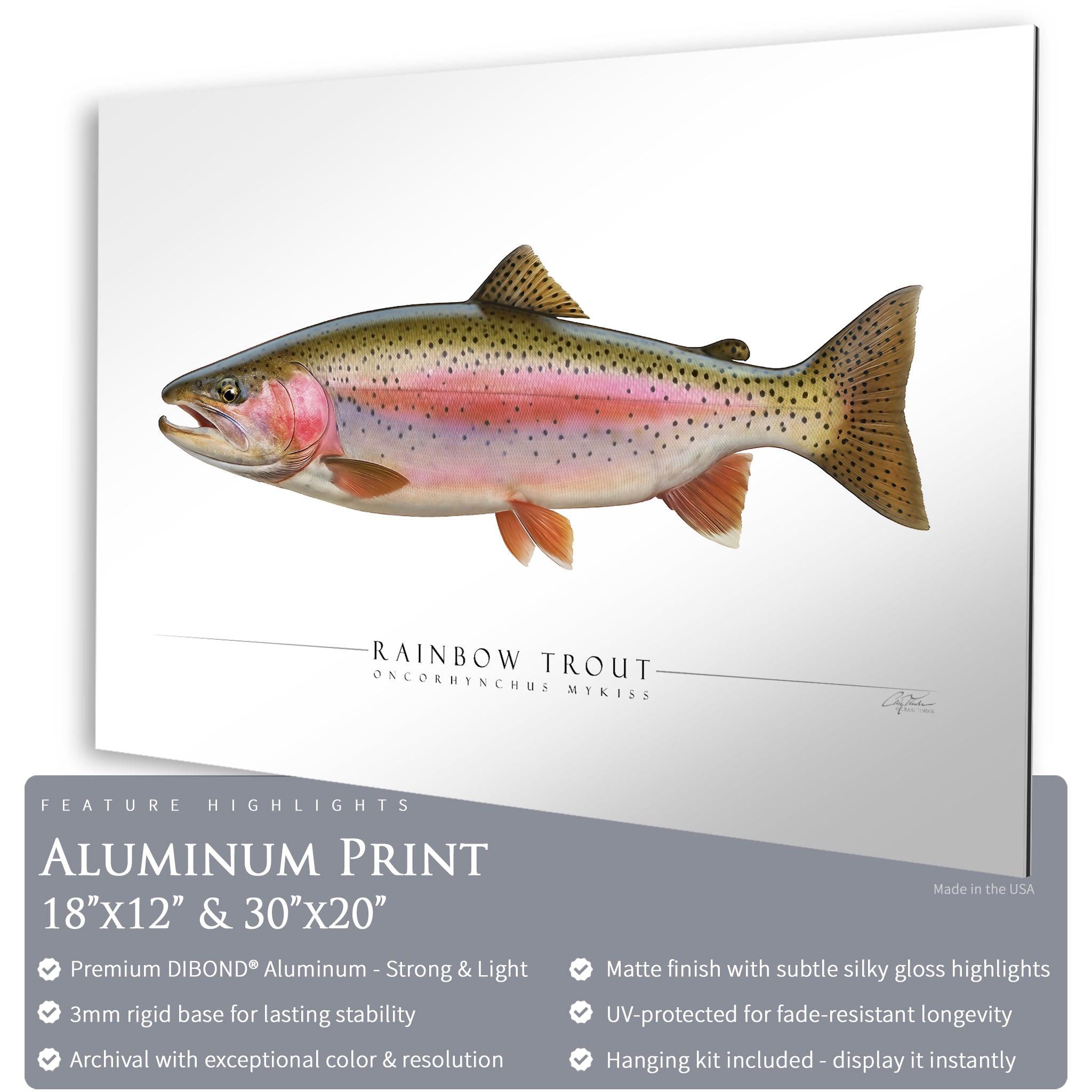 Rainbow Trout - Side View