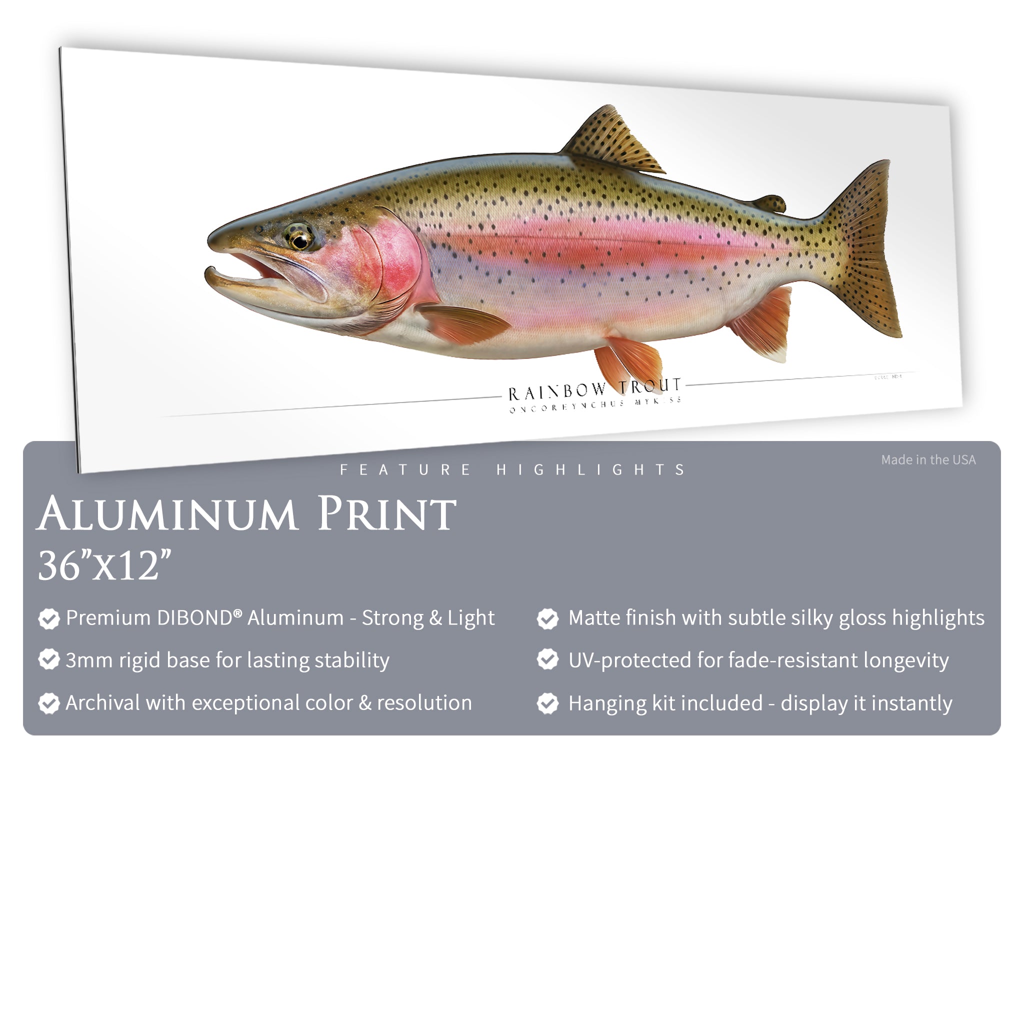 Rainbow Trout - Side View