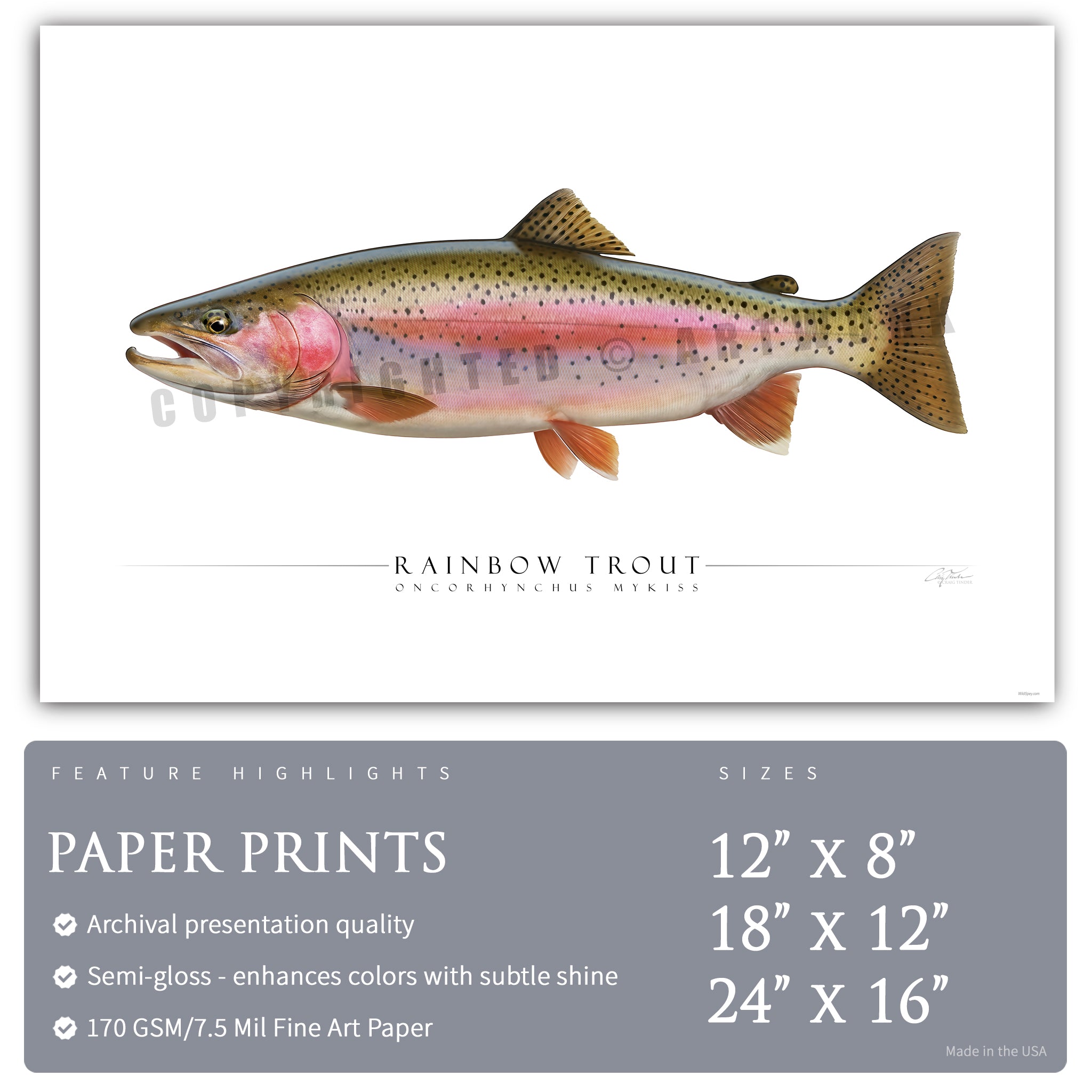 Rainbow Trout - Side View