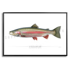 Steelhead Trout (Spawning) - Side View