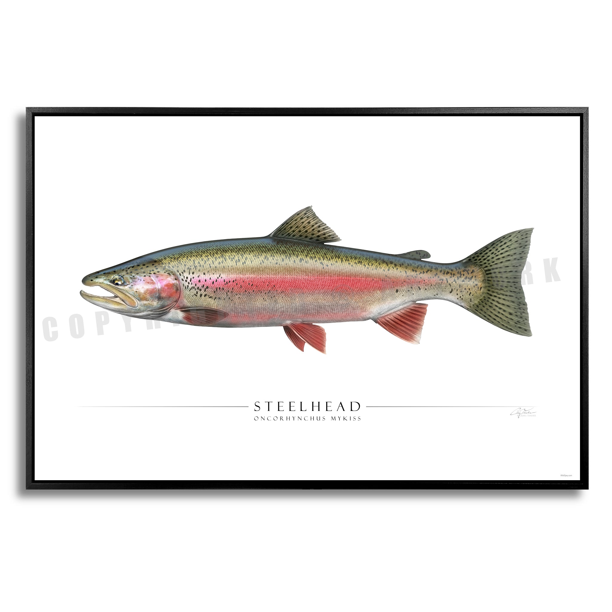 Steelhead Trout (Spawning) - Side View