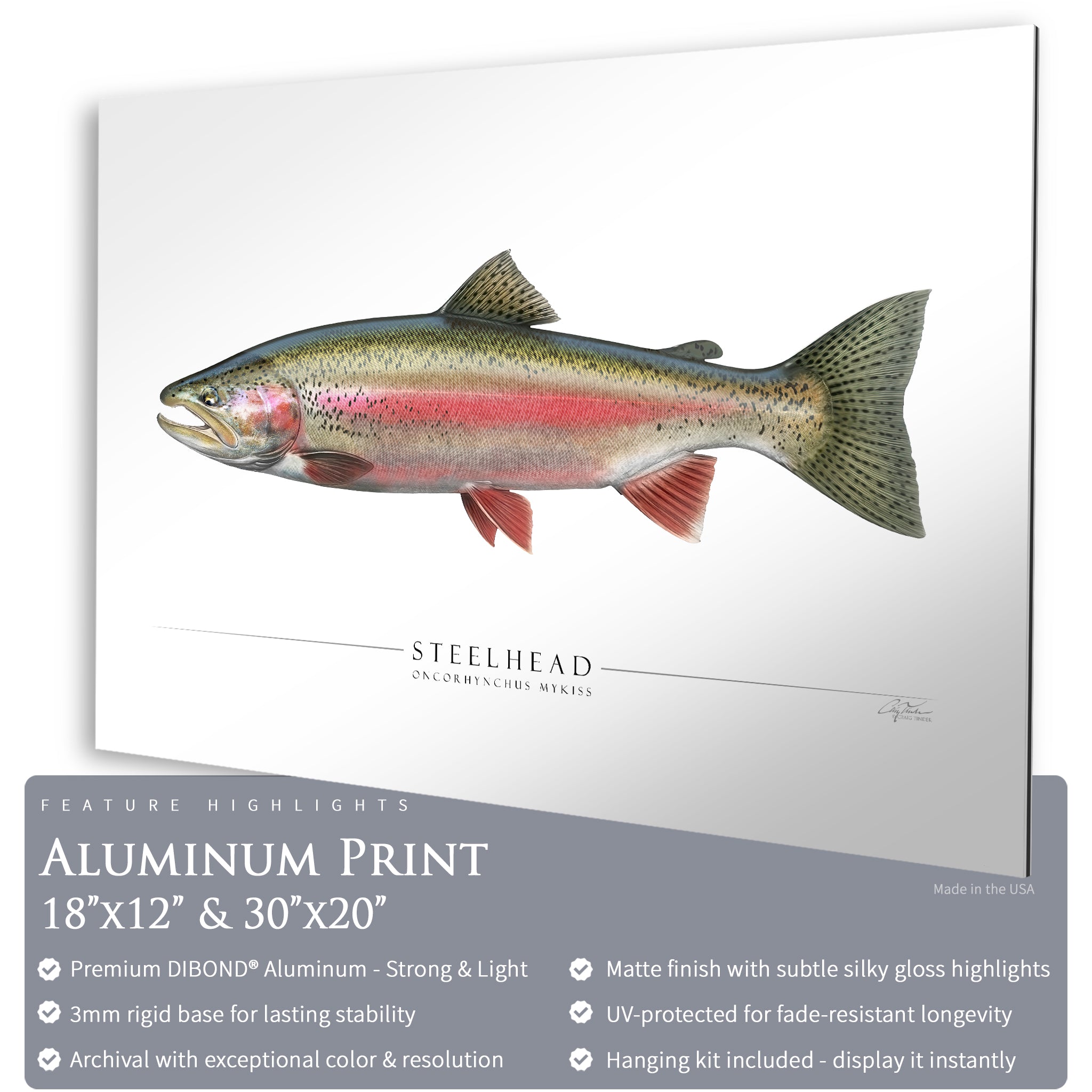 Steelhead Trout (Spawning) - Side View
