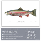 Steelhead Trout (Spawning) - Side View