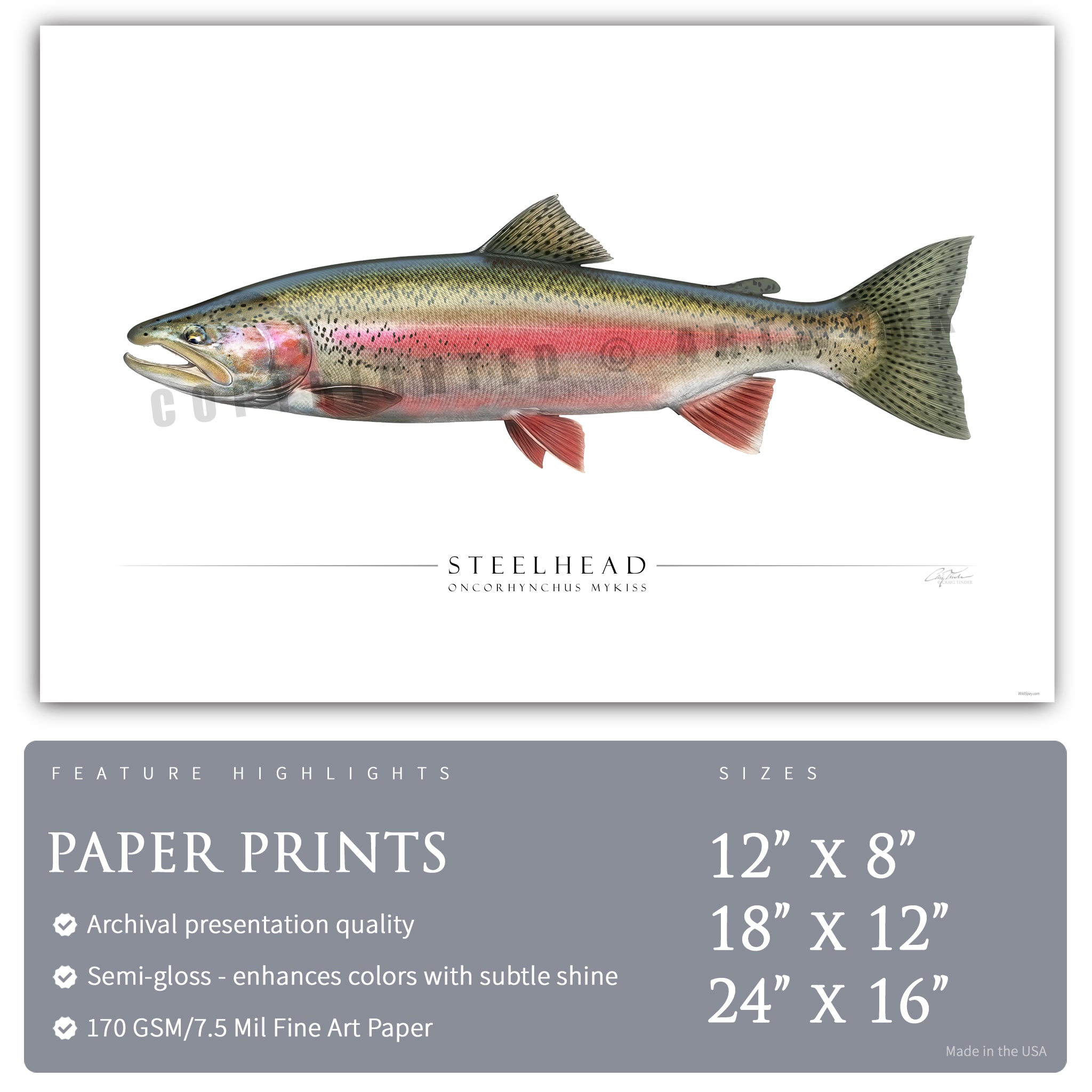 Steelhead Trout (Spawning) - Side View
